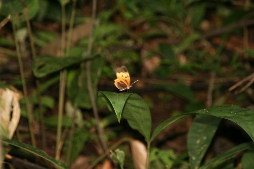 Ithomiine butterfly